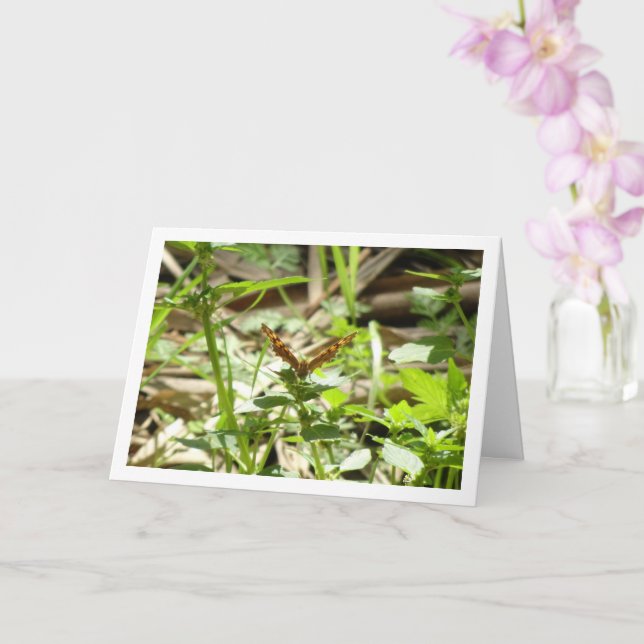 Carte Maculada à papillon en bois moucheté, Aegeria Para (Orchidée)