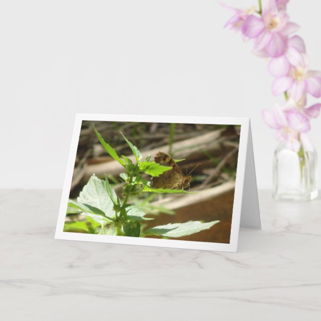 Carte Maculada à papillon en bois moucheté, Aegeria Para (Orchidée)