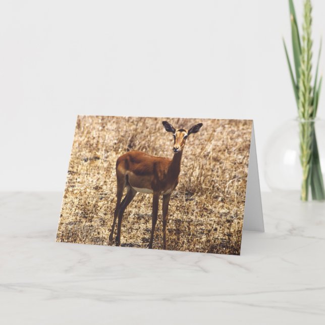 Carte Madame gracieuse (impala) (Devant)