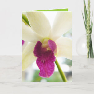 Carte Madame Orchid