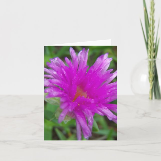 Carte Magenta Pigface (Devant)