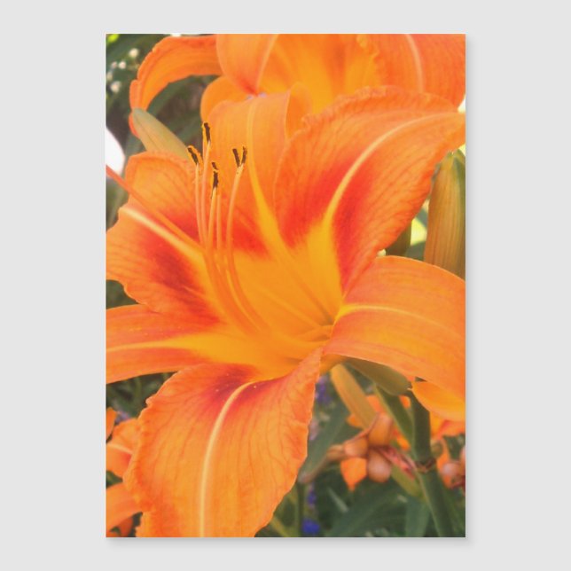 Carte magnétique avec lys orange dans le jardin (Devant)