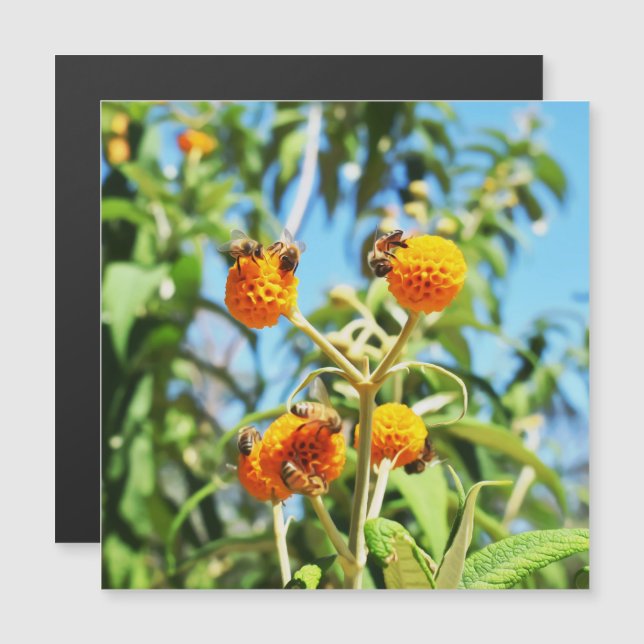 Carte magnétique des abeilles au travail (Devant / Derrière)