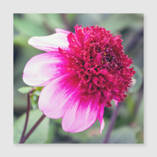 Carte magnétique Frilly Pink et Magenta Dahlia