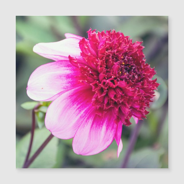Carte magnétique Frilly Pink et Magenta Dahlia (Devant)