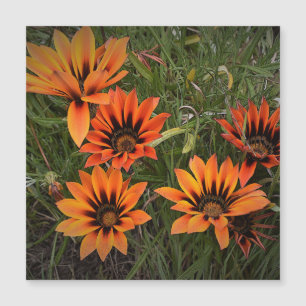 Carte magnétique Gazanias orange et noir