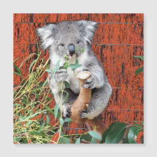 Carte magnétique Koala Snack Time