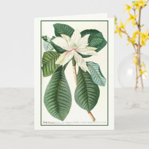 Carte Magnolia, Vintage illustration florale,