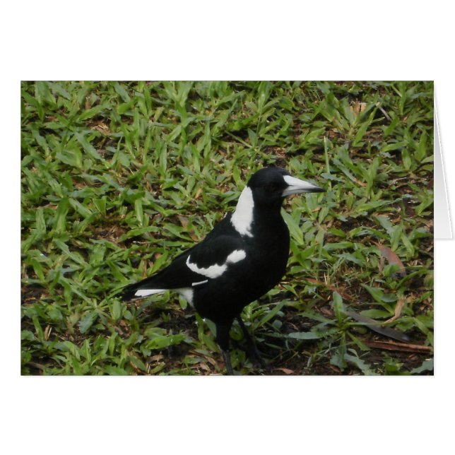 Carte Magpie australienne (Devant horizontal)