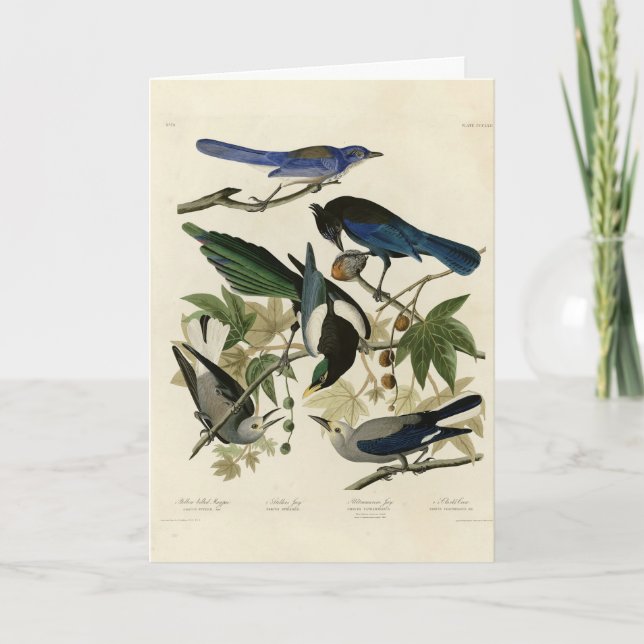 Carte Magpie Jays & Nutcracker Audubon Birds of America (Devant)