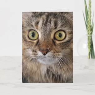Carte Maine Coon Cat