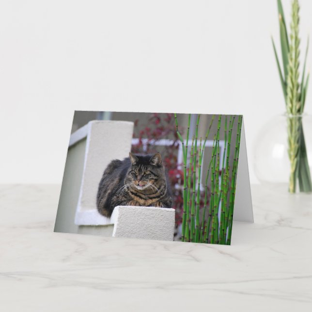 Carte Maine Coon Chat en Garden Grey Card (Devant)