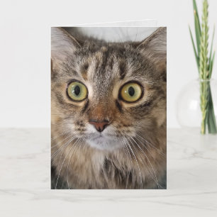 Carte Maine Coon Chat visage Anniversaire