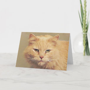 Carte Maine Coon Get Well Card