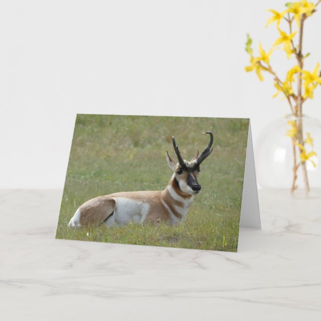 Carte Majestic Male Pronghorn, Custer, SD - (Fleur jaune)