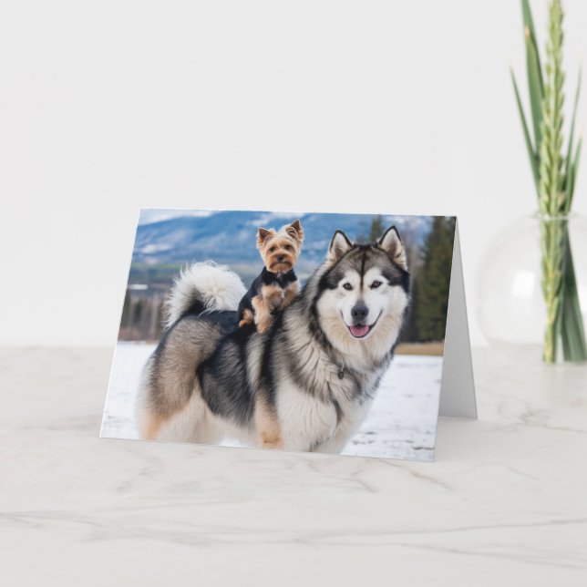 Carte Malamute et Yorkie (Devant)