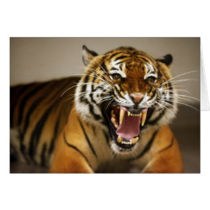 Carte Malayan Tiger #2