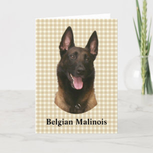 Carte malinois belge