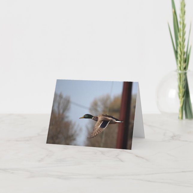 Carte Mallard (Devant)