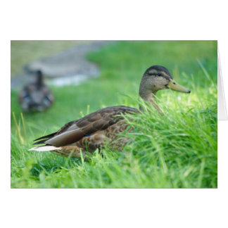 Carte Mallard