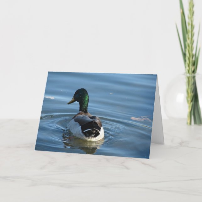 Carte Mallard Drake (Devant)