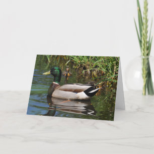Carte Mallard Drake Ducklings Photographie Fête des père