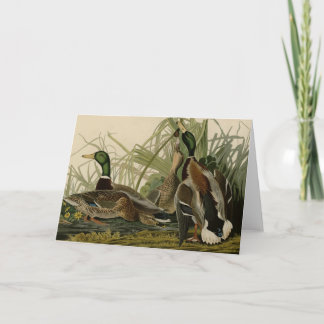 Carte Mallard Duck
