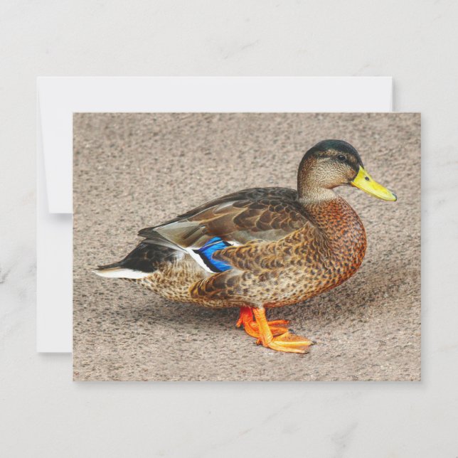 Carte Mallard Duck. Lac Roath Park, Cardiff, Pays de Gal (Devant)