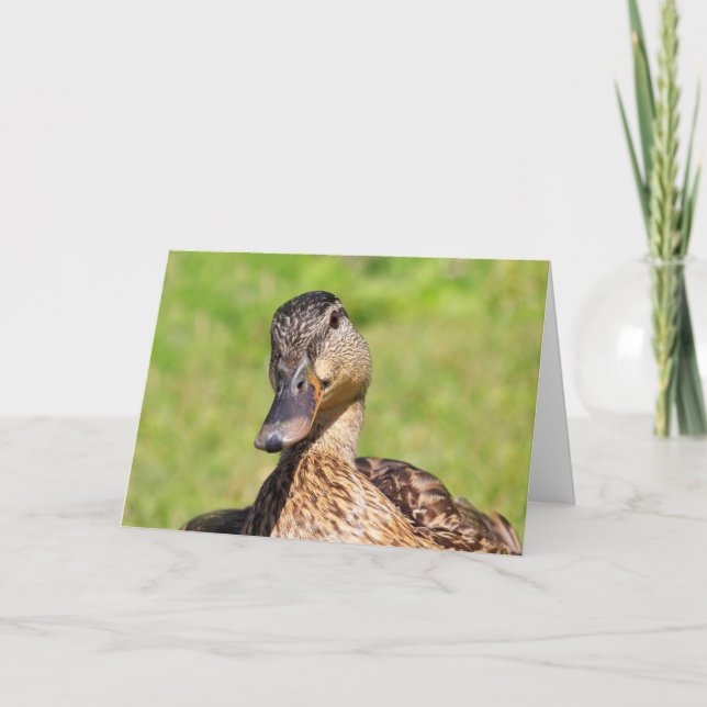 Carte Mallard Get Well (Devant)