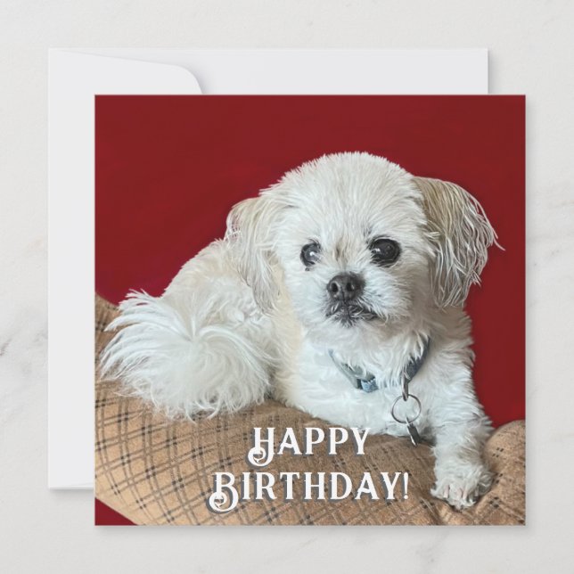 Carte Malshi Birthday Card (Devant)