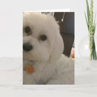 Carte Maltipoo Card