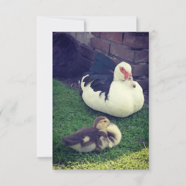 Carte Mama canard, bébé et cul de lapin. (Devant)