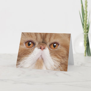 Carte Manche Exotique