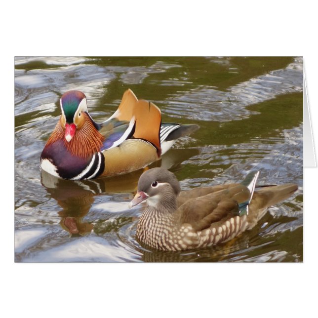 Carte Mandarin Ducks (Devant horizontal)