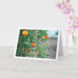 Carte Mandarin Orange Tree Portrait