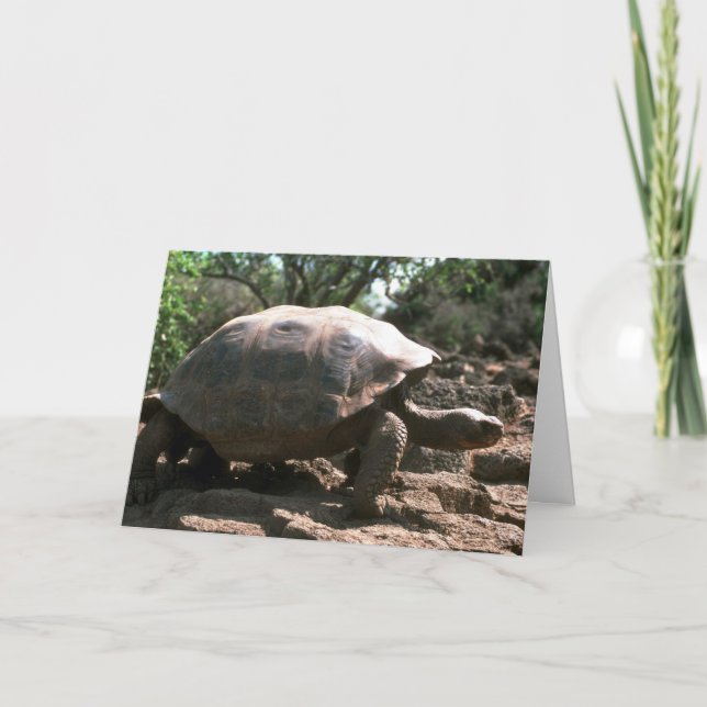 Carte Marche en forme de dôme géante de tortue (Devant)
