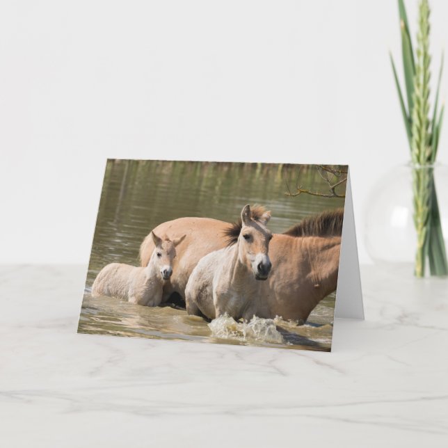 Carte Mare avec Foal Crossing a River (Devant)