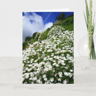 Carte Marguerites