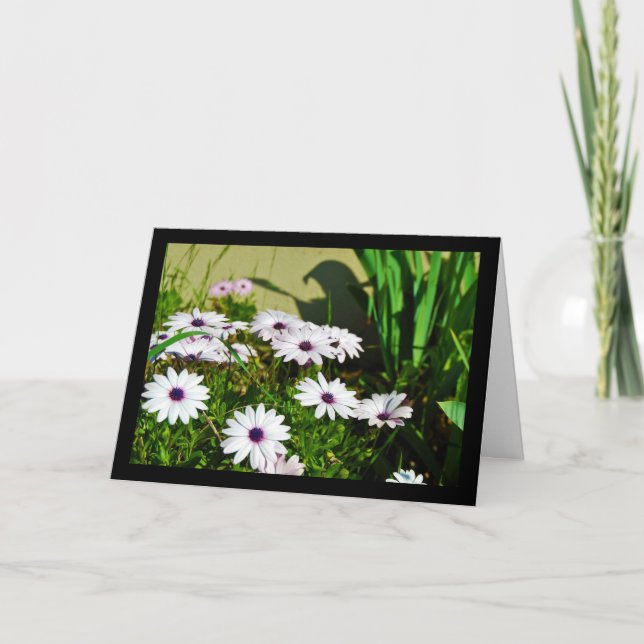 Carte Marguerites africaines blanches (Devant)