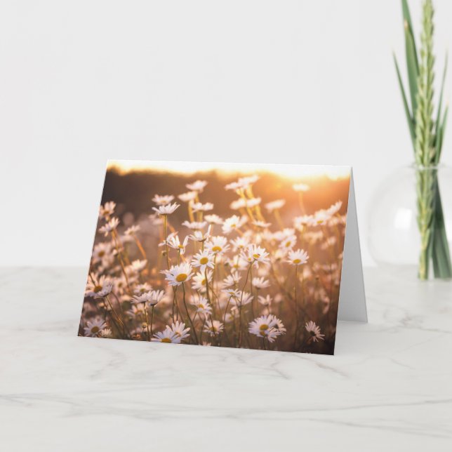 Carte Marguerites des prés de coucher du soleil (Devant)