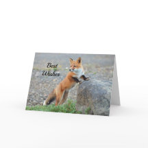 Mariage des félicitations Red Fox Standing