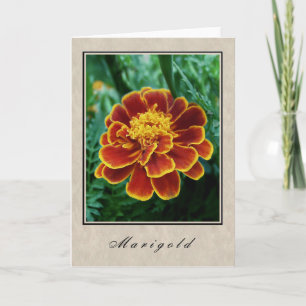 Carte Marigold - Floral Series