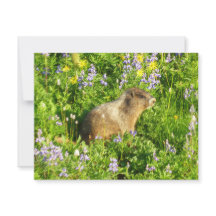 Marmot dans le Mont Rainier Fleurs sauvages