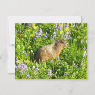 Carte Marmot dans le Mont Rainier Fleurs sauvages
