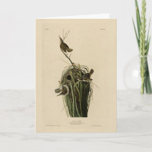 Carte Marsh Wren du blog Audubon's Birds of America