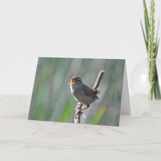 Carte Marsh Wren Singing Loud - Frameable Art Card (Devant)