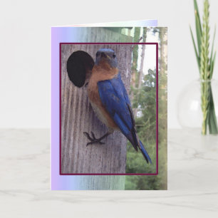 Carte masculine d'oiseau bleu