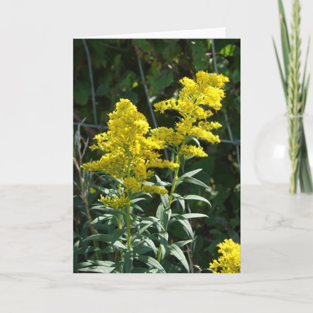 Carte Mauvaises herbes d'or (Devant)