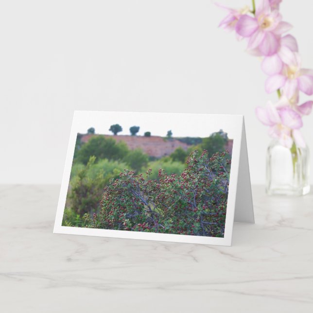 Carte Mediterranean Buckthorn, Rhamnus Alaternus Plant (Orchidée)