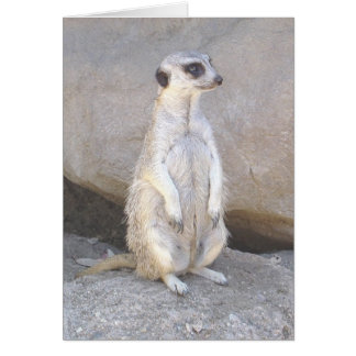 carte meerkat